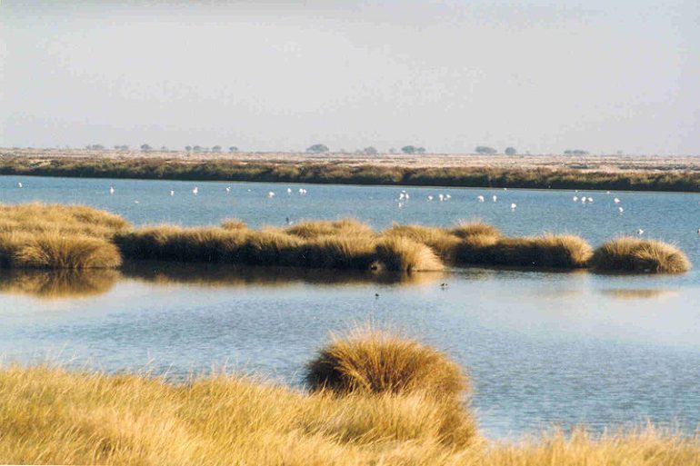 Doñana Wetlands, Spanje