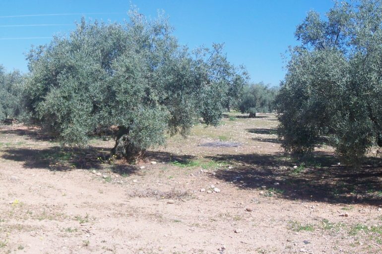 Olivenhain, nahe Cordoba, Spanien