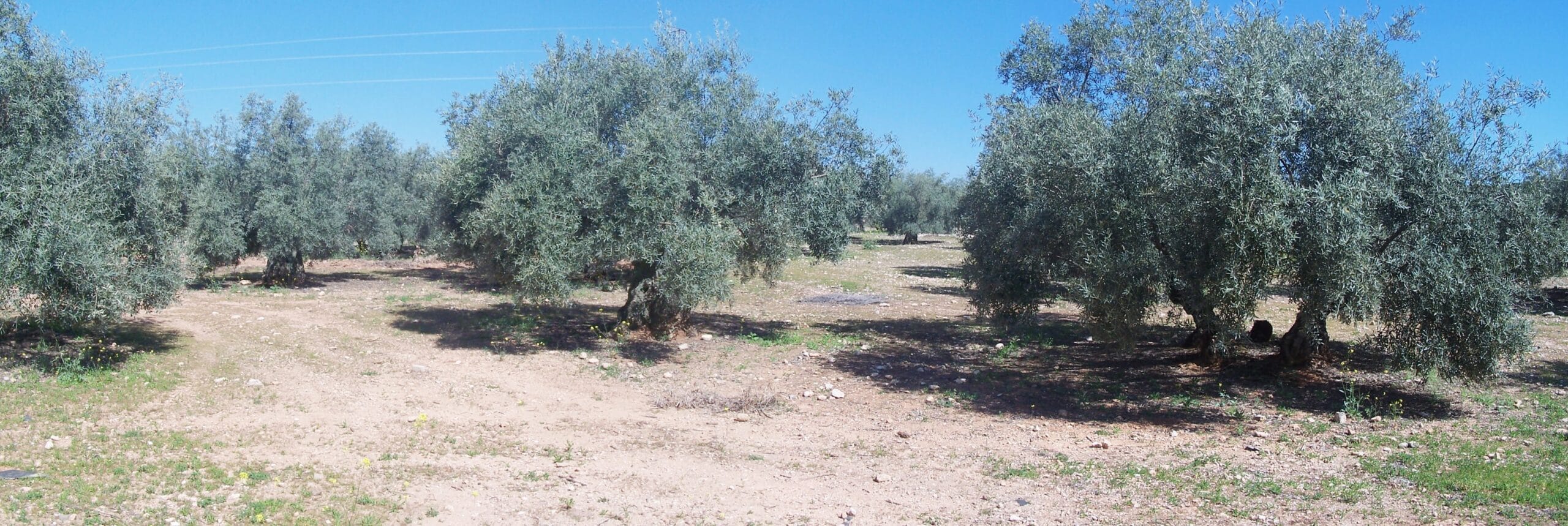 Olive Grove, nabij Cordoba, Spanje