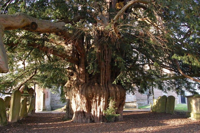 Yew trees give a fairytale like feeling.