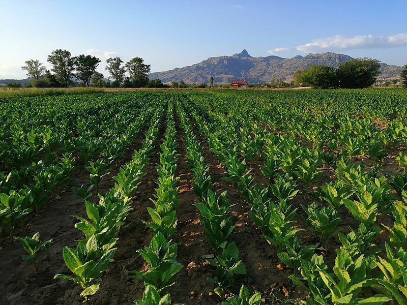 Tobacco fields in Prilep, Macedonia.