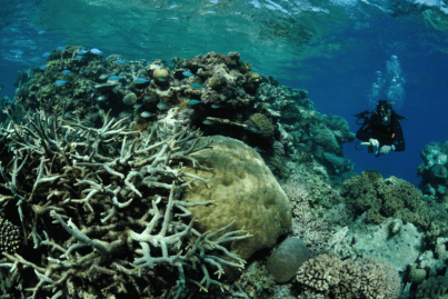 Un buzo en la Gran Barrera de Coral de Australia. Fuente: Nigel Marsh