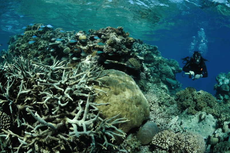 Ein Taucher am Great Barrier Reef in Australien. Quelle: Nigel Marsh