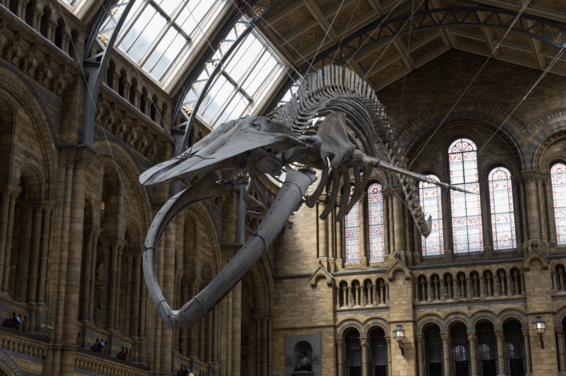 A blue whale skeleton in the Hintze Hall of the Natural History Museum in London in 2017. Source: Steveoc 86 via Wikimedia