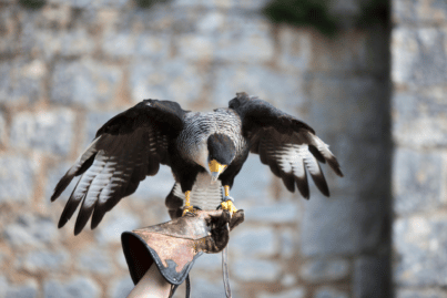 La falconeria è uno degli elementi iscritti nella Lista Rappresentativa del Patrimonio Culturale Immateriale dell'UNESCO. Fonte: Markgoddard via Canva