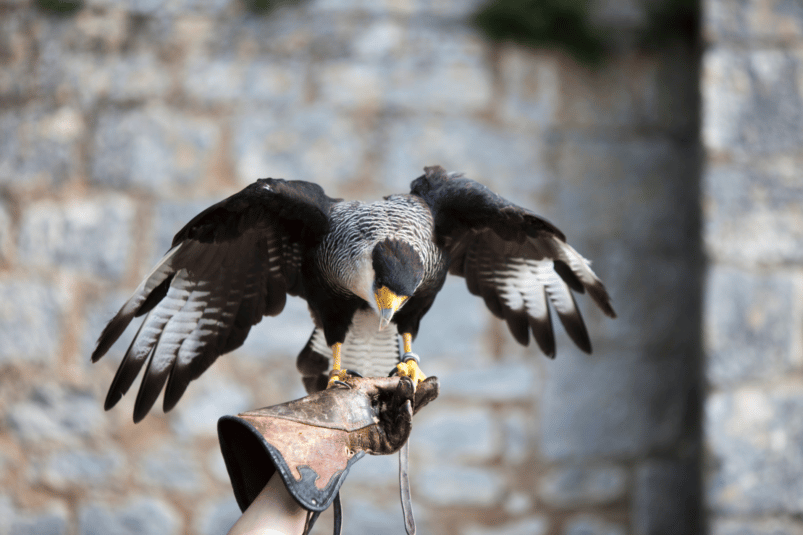 Falconry is one of the elements inscribed on UNESCO's Representative List of the Intangible Cultural Heritage. Source: Markgoddard via Canva