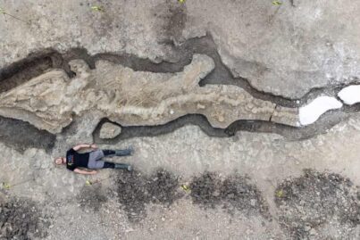 Das Fossil eines Ichthyosauriers. Bild: Anglian Water
