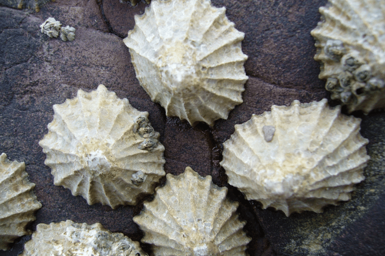 Shellfish, like limpets, are very useful to archaeologists. Image: Tango22 via Wikimedia (CC BY-SA 3.0)